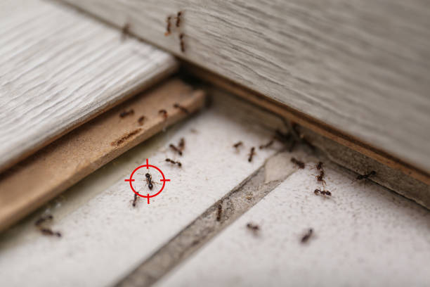 Real Estate Pest Inspections